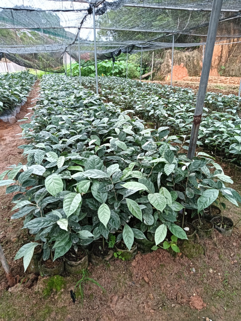 羊奶果苗，德甜二号羊奶果苗，基地直销