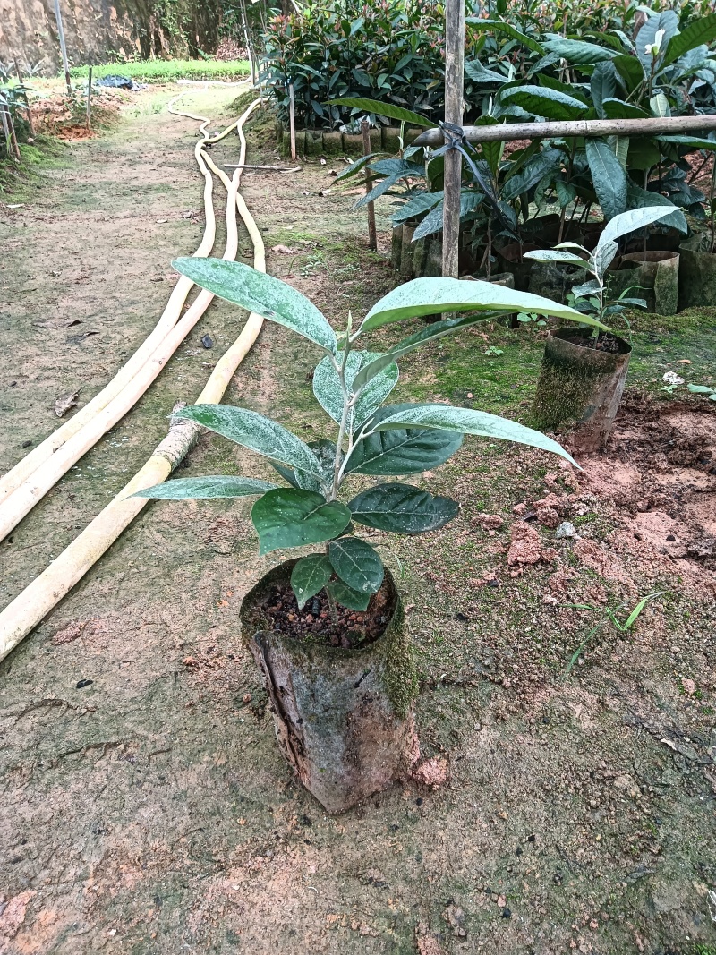 羊奶果苗，德甜二号羊奶果苗，基地直销