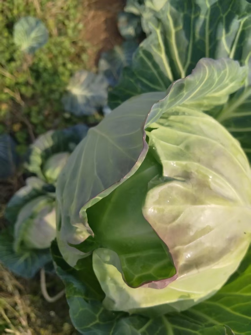云南保山铁头包菜，品质优良回味甘甜。单个重量在3~4斤