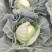 云南保山铁头包菜，品质优良回味甘甜。单个重量在3~4斤