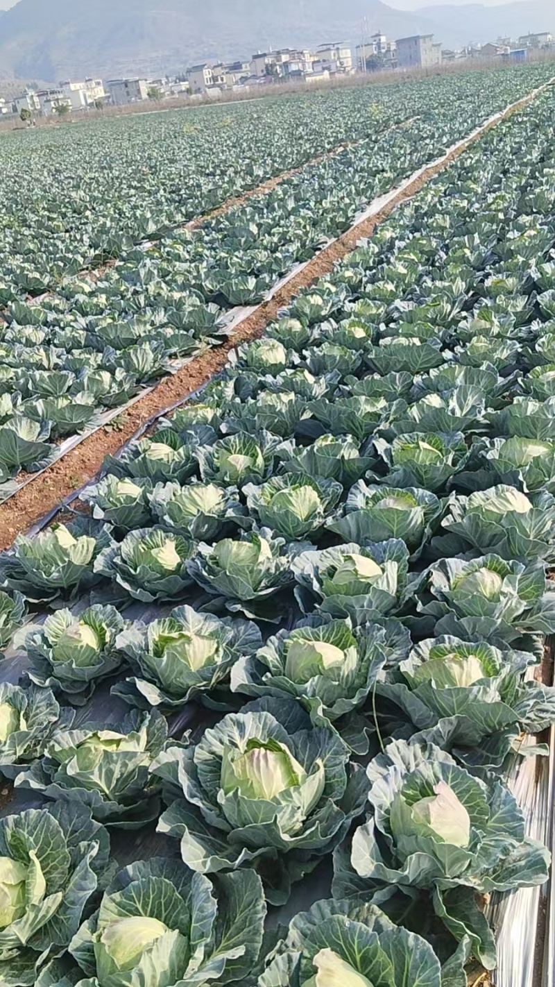云南保山铁头包菜，品质优良回味甘甜。单个重量在3~4斤