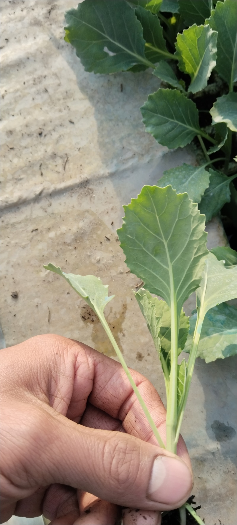 帝王60秧苗，秧苗清秀无病症，当天起秧当天发货