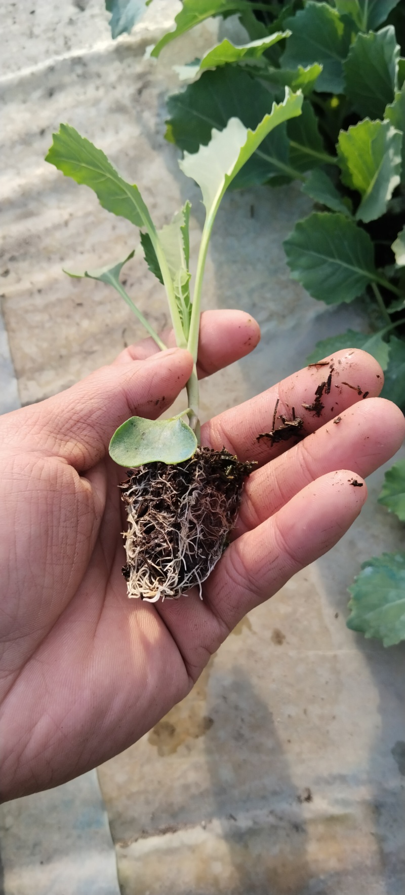帝王60秧苗，秧苗清秀无病症，当天起秧当天发货