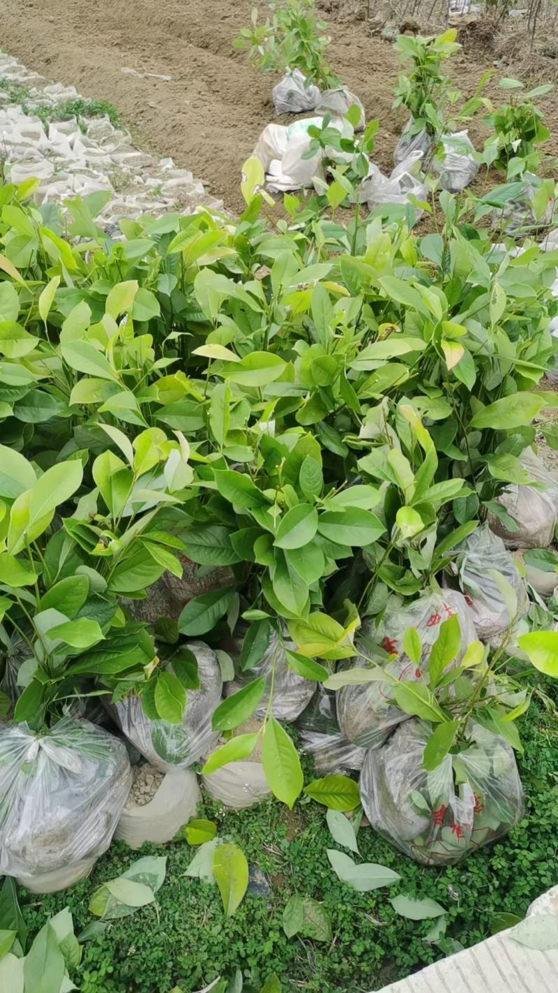 火力楠含笑大量有货，可以视频看货，欢迎新老客户前来合作