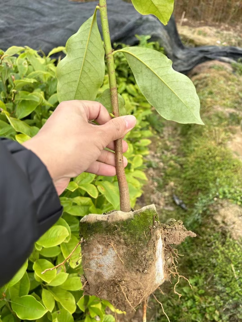 火力楠含笑大量有货，可以视频看货，欢迎新老客户前来合作