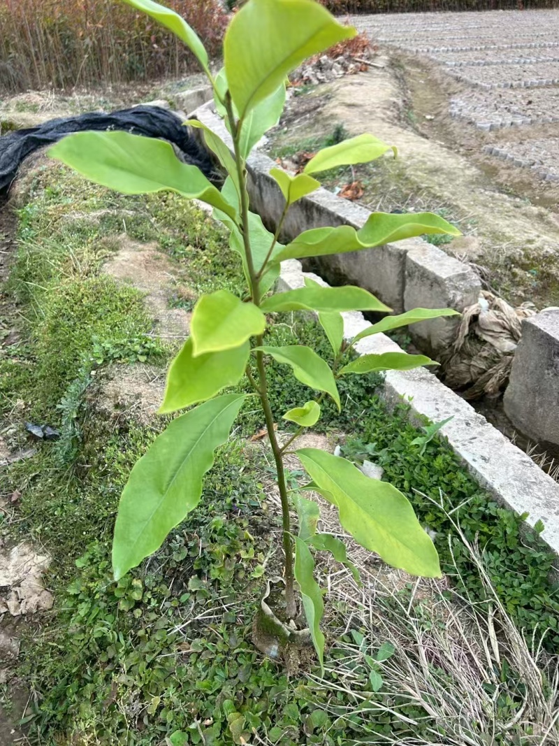 火力楠含笑大量有货，可以视频看货，欢迎新老客户前来合作