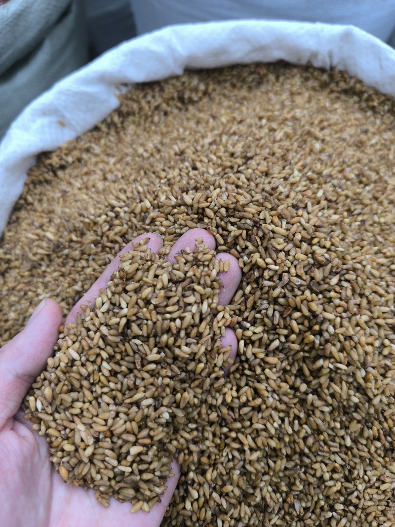 柏子仁颗粒饱满无硫常年加工可供大货地道中药材