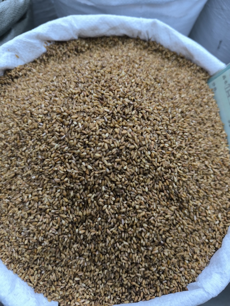 柏子仁颗粒饱满无硫常年加工可供大货地道中药材