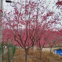 山樱花大量有货，量大优惠，欢迎新老客户前来合作