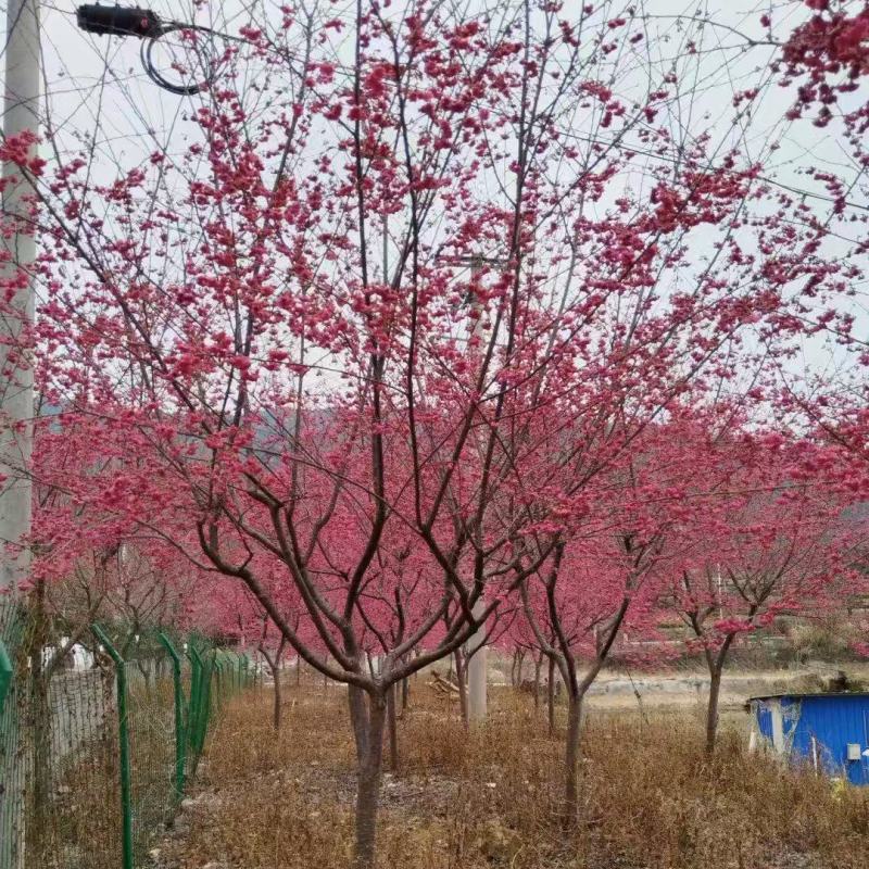 山樱花大量有货，量大优惠，欢迎新老客户前来合作