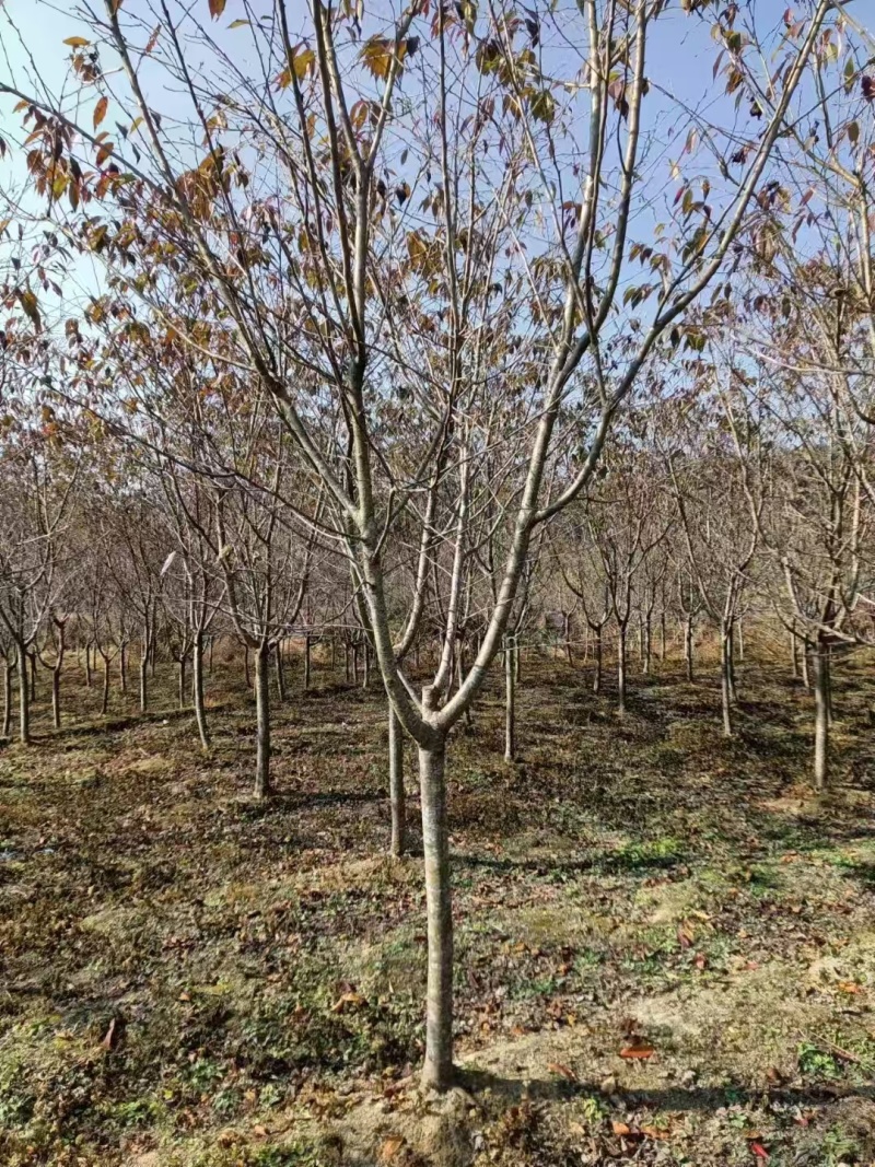 山樱花大量有货，量大优惠，欢迎新老客户前来合作