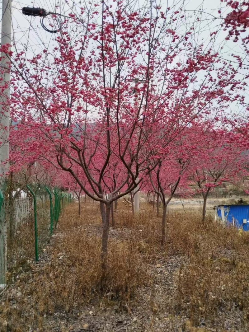 山樱花大量有货，量大优惠，欢迎新老客户前来合作