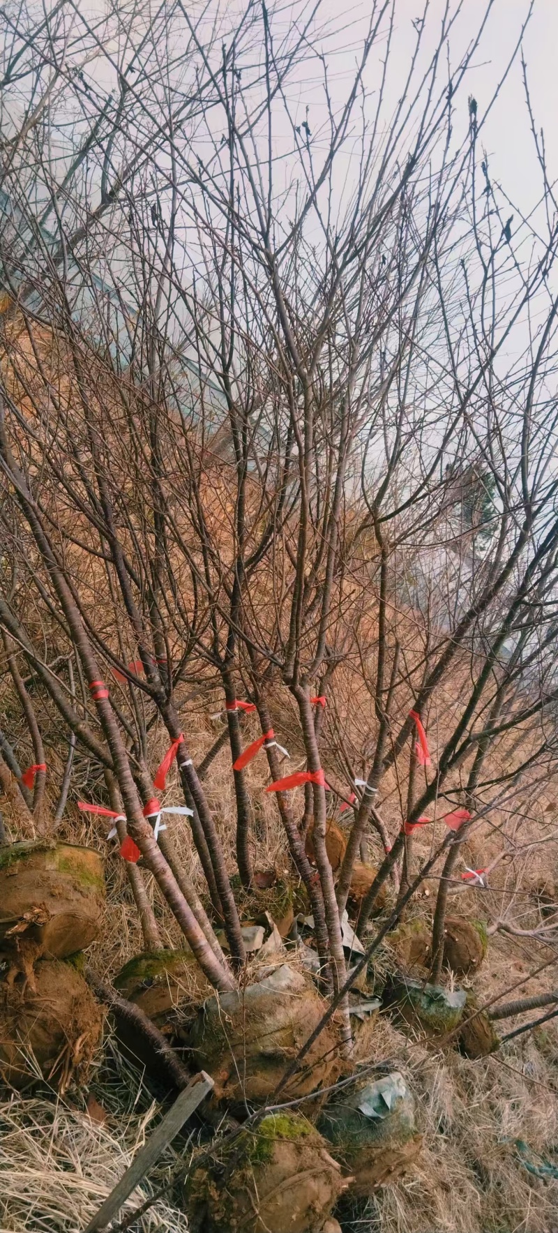 山樱花大量有货，量大优惠，欢迎新老客户前来合作