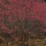 山樱花大量有货，量大优惠，欢迎新老客户前来合作