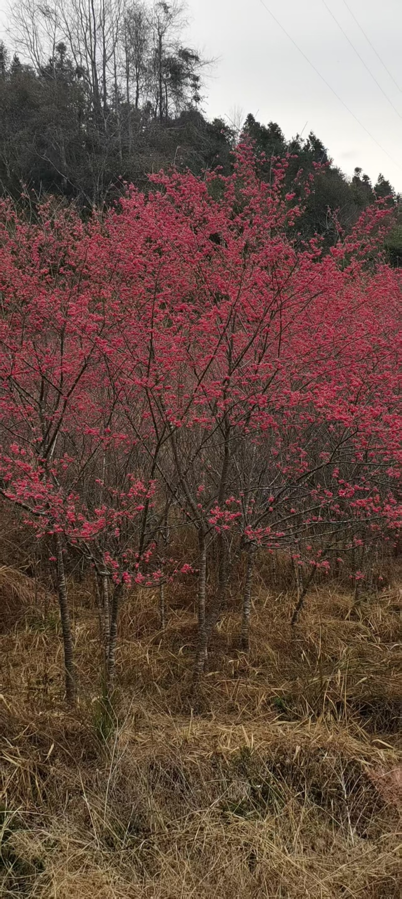 山樱花大量有货，量大优惠，欢迎新老客户前来合作