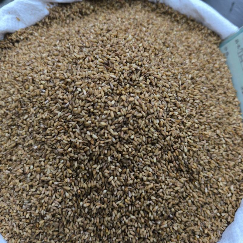柏子仁颗粒饱满无硫常年加工可供大货地道中药材