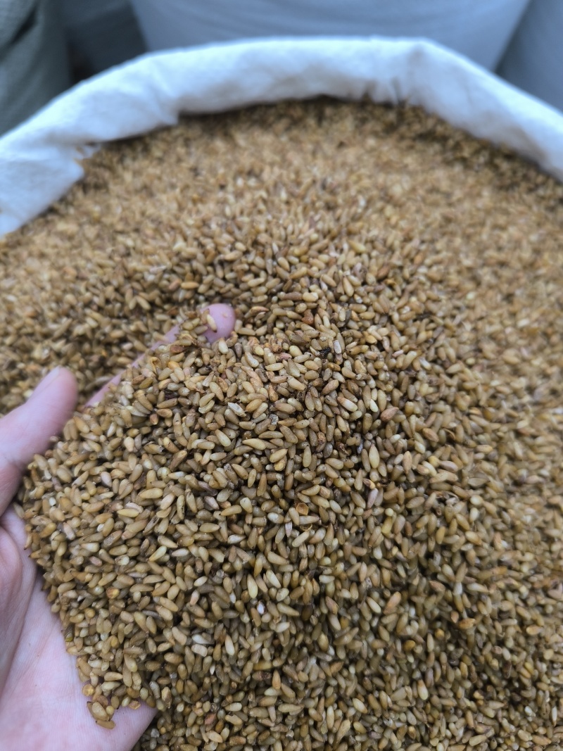 柏子仁颗粒饱满无硫常年加工可供大货地道中药材