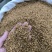 柏子仁颗粒饱满无硫常年加工可供大货地道中药材