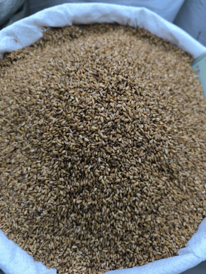 柏子仁颗粒饱满无硫常年加工可供大货地道中药材