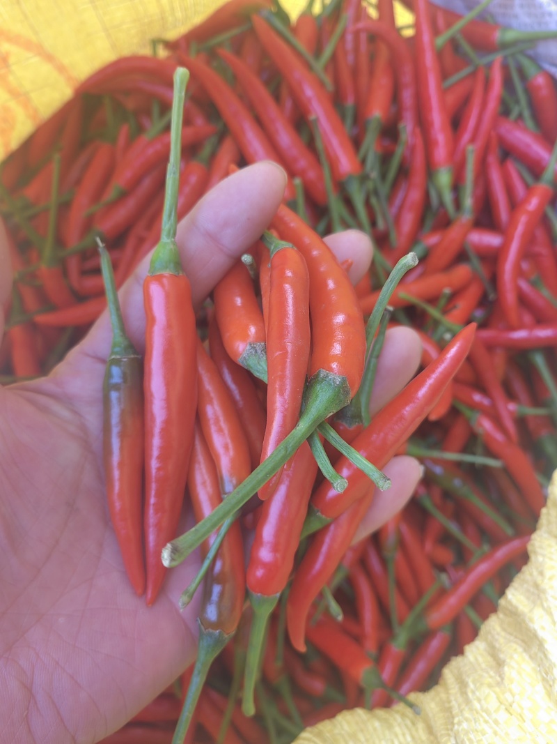 精品小米辣，一手货源对接全国市场，商超，电商，各种食品厂