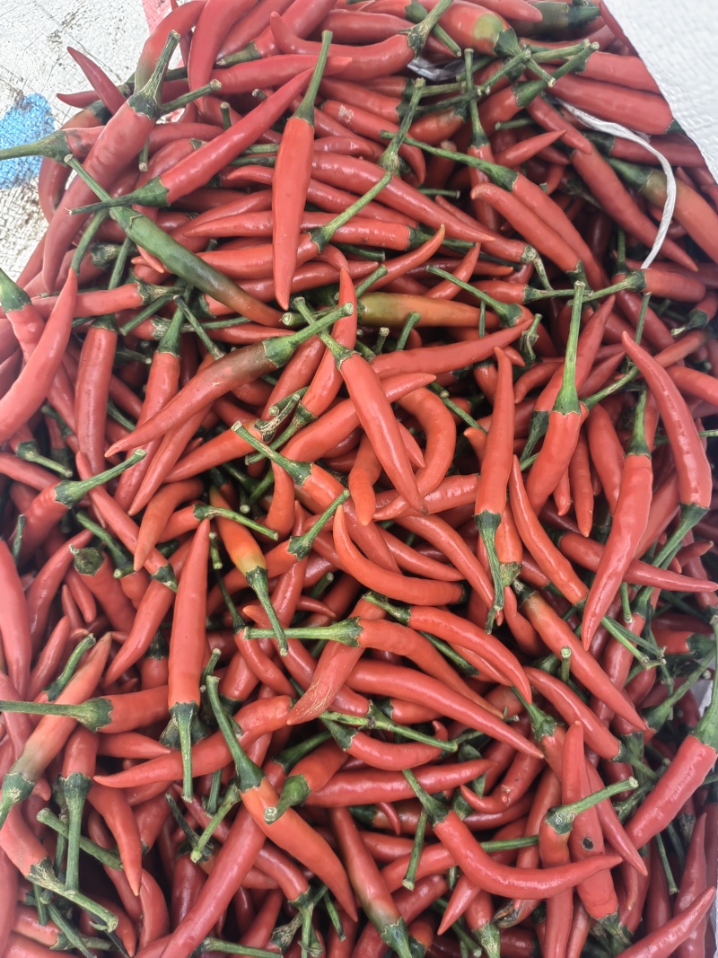 精品小米辣，一手货源对接全国市场，商超，电商，各种食品厂