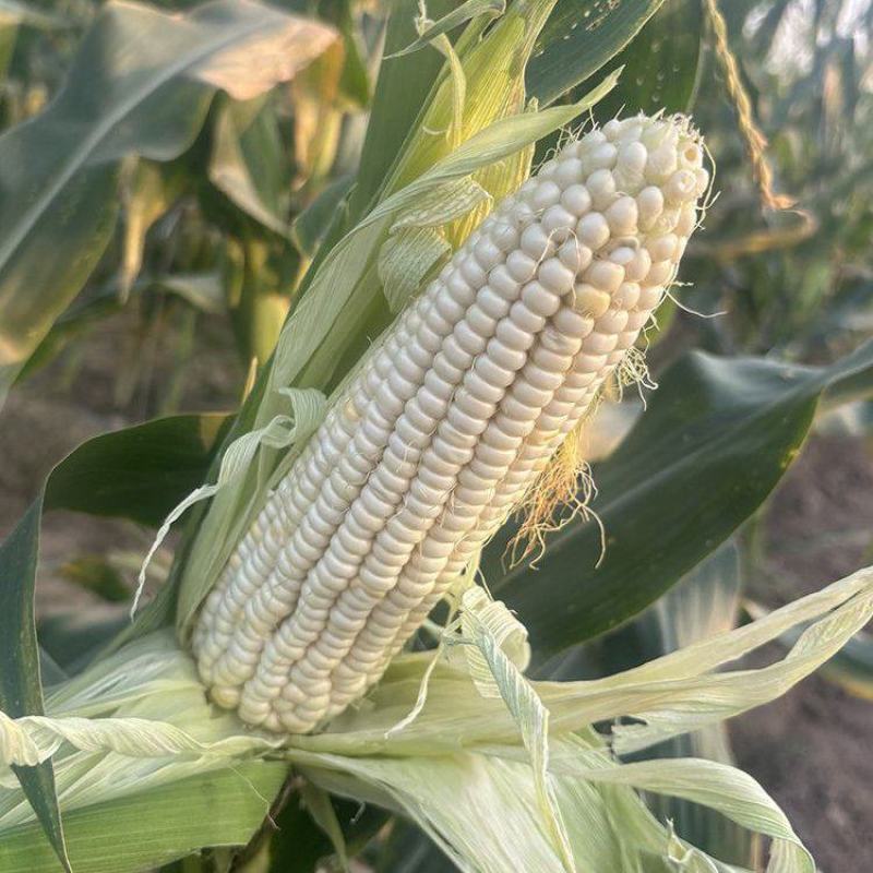 迪甜糯769玉米种子白色甜加糯玉米种籽鲜食糯玉米