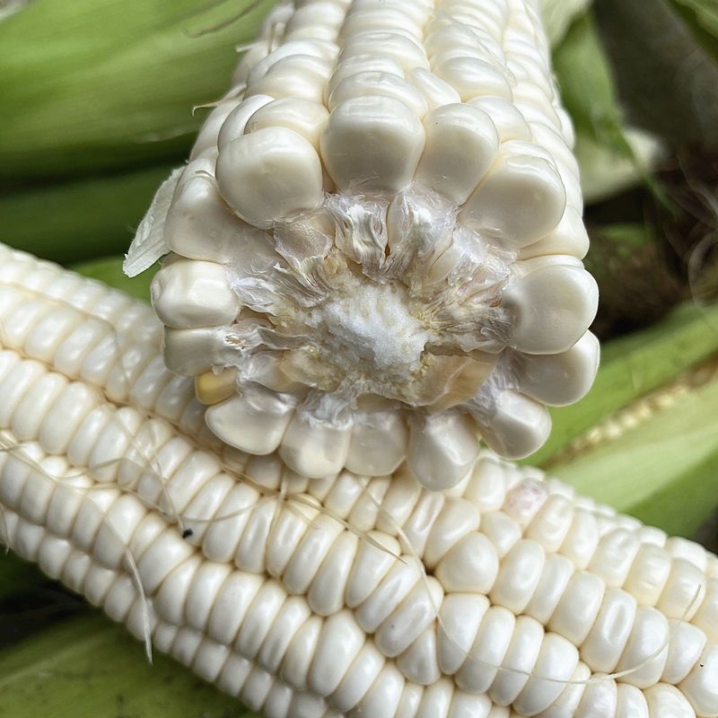 迪甜糯769玉米种子白色甜加糯玉米种籽鲜食糯玉米