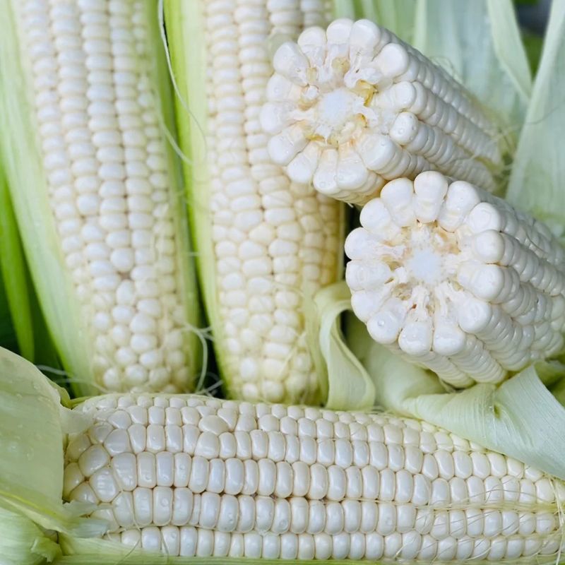 迪甜糯769玉米种子白色甜加糯玉米种籽鲜食糯玉米