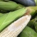 迪甜糯769玉米种子白色甜加糯玉米种籽鲜食糯玉米