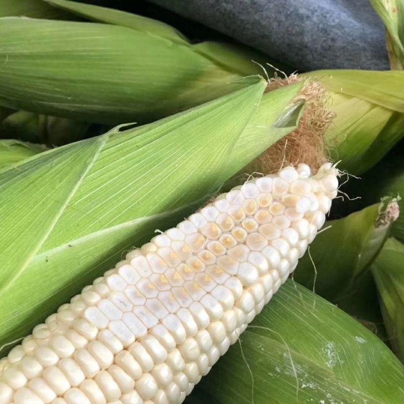 迪甜糯769玉米种子白色甜加糯玉米种籽鲜食糯玉米