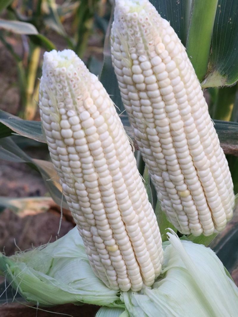 迪甜糯769玉米种子白色甜加糯玉米种籽鲜食糯玉米