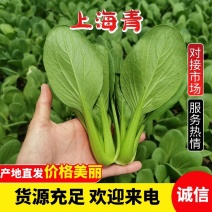 【优选】精品上海青小油菜产地直发实力代收代办视频看货