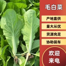 【优选】精品毛白菜，小白菜，杭白菜，产地直发，品质保证