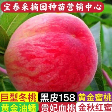 果园直发新品种桃树苗早熟五月红巨王桃巨型冬桃苗保证品种