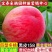 果园直发新品种桃树苗早熟五月红巨王桃巨型冬桃苗保证品种