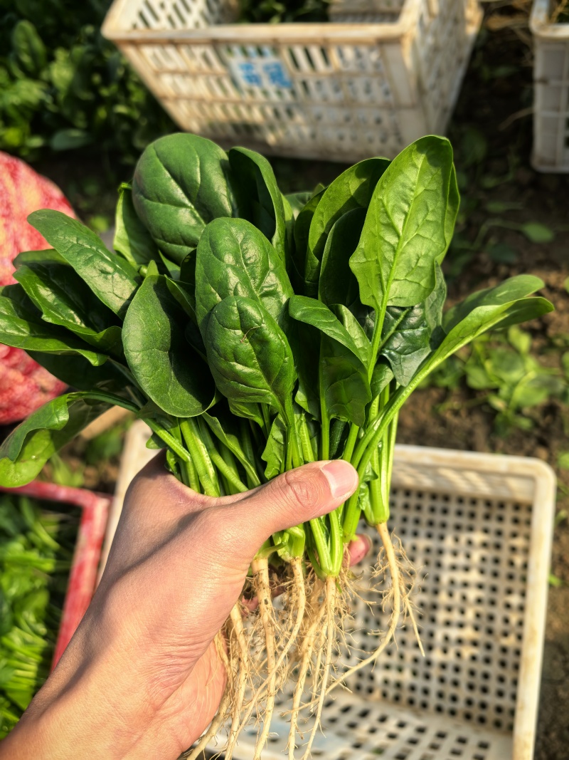 【优选】精品菠菜，小叶菠菜，产地直发，精品电商超市**