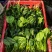 【优选】精品菠菜，小叶菠菜，产地直发，精品电商超市**