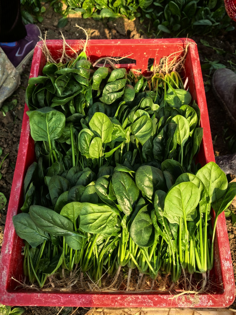 【优选】精品菠菜，小叶菠菜，产地直发，精品电商超市**