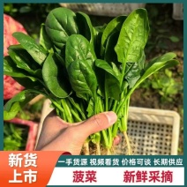 【优选】精品菠菜，小叶菠菜，产地直发，精品电商超市**