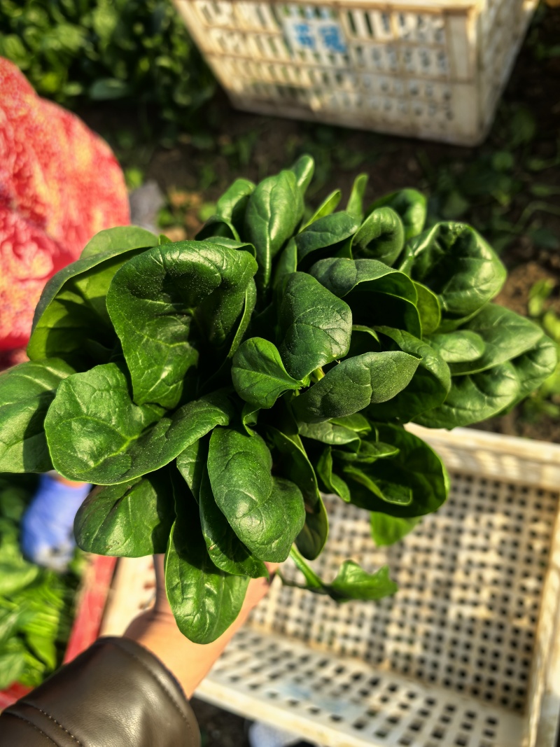 【优选】精品菠菜，小叶菠菜，产地直发，精品电商超市**