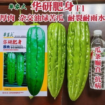 华农大华研肥身油绿苦瓜种子厚肉抗病种籽杂交大肉苦瓜种子