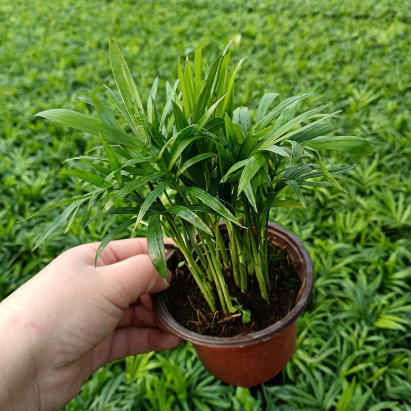袖珍椰子