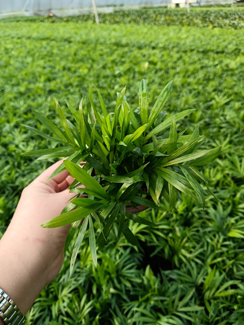 袖珍椰子