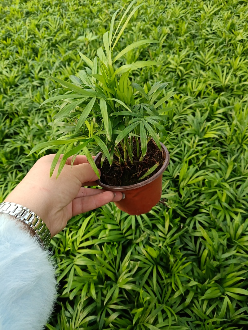 袖珍椰子