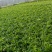 袖珍椰子