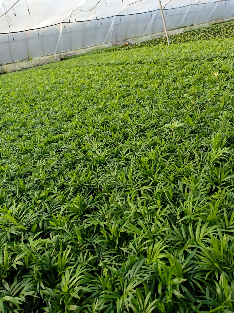 袖珍椰子
