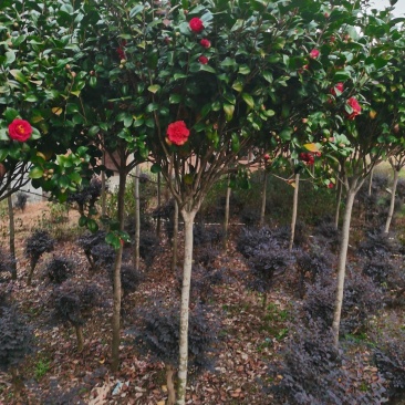 茶花3公分高杆高分枝，工地，市政绿化，征地神器。