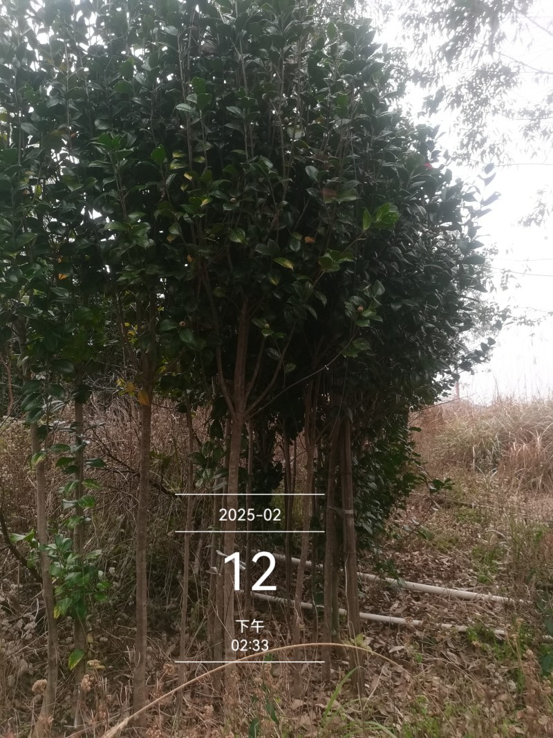 茶花3公分高杆高分枝，工地，市政绿化，征地神器。