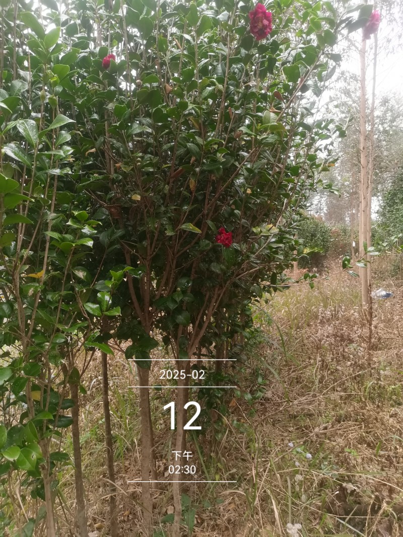 茶花3公分高杆高分枝，工地，市政绿化，征地神器。