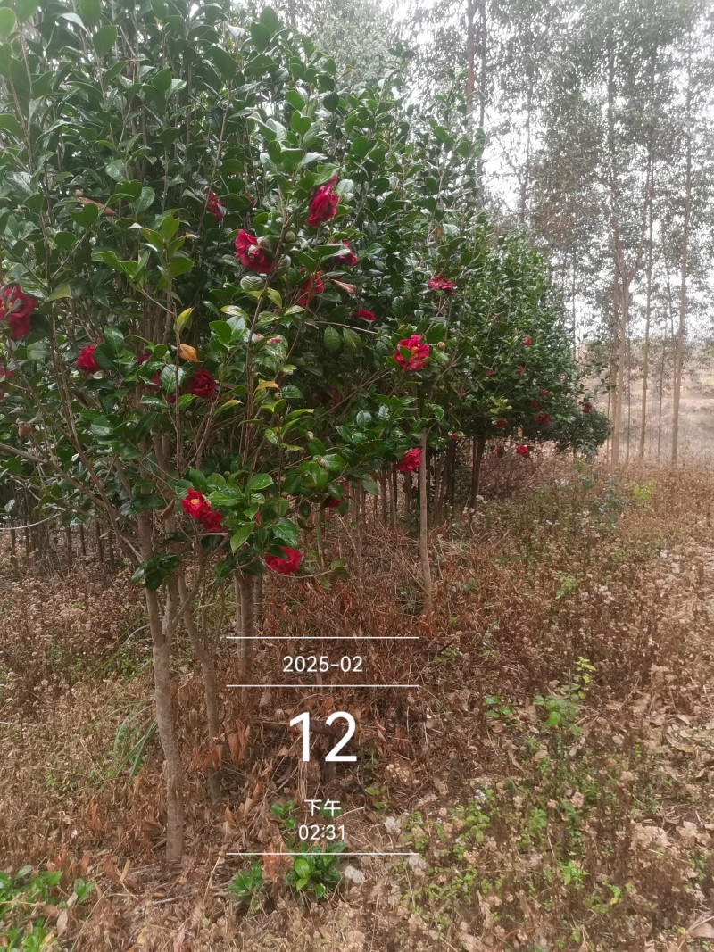 茶花3公分高杆高分枝，工地，市政绿化，征地神器。